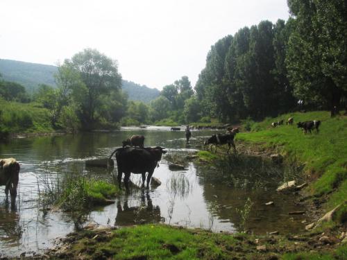 zlatarishka-river-chubs-10 (1) (1)